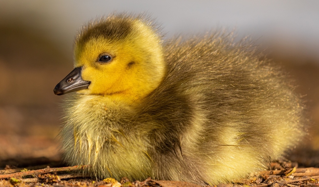 Маленький гусенок лежит на земле