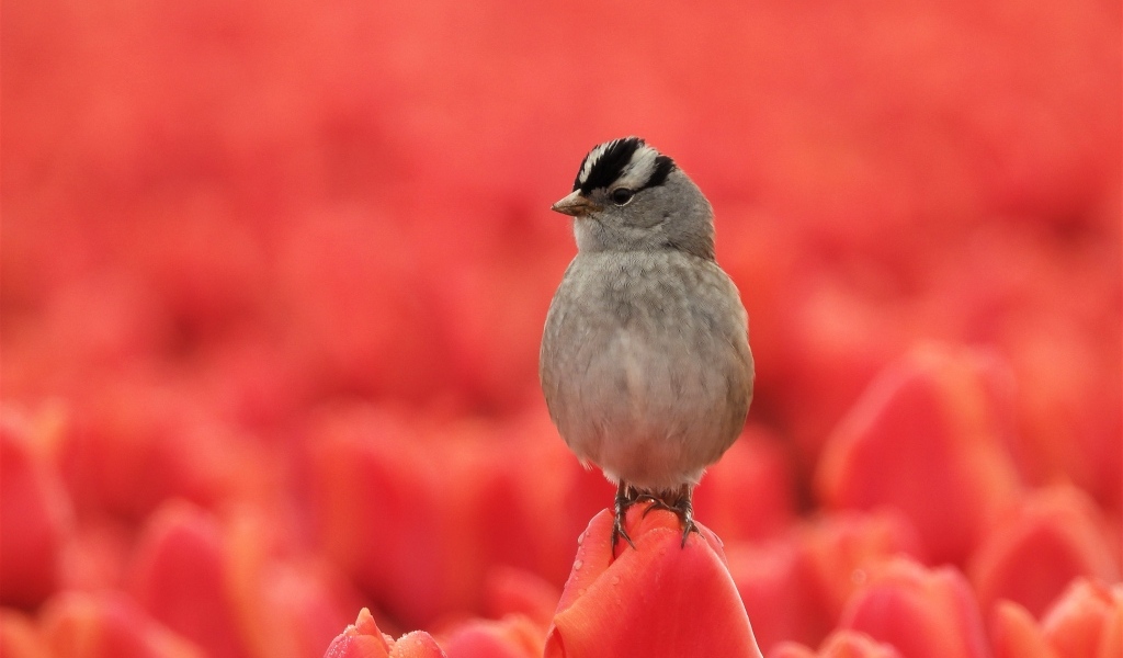 Маленькая серая птичка сидит на тюльпане