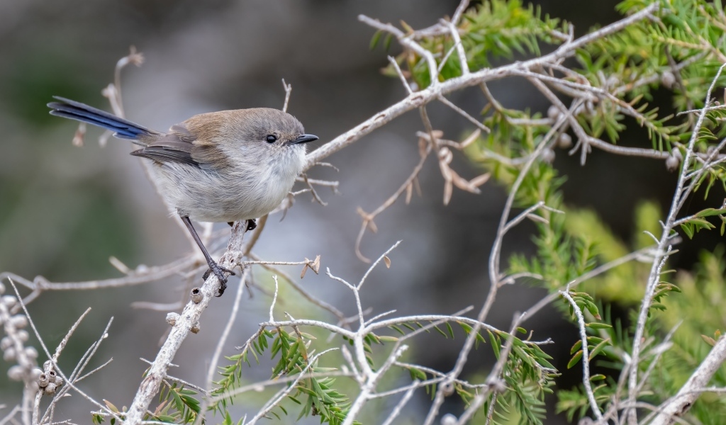 Маленькая серая птичка крапивник