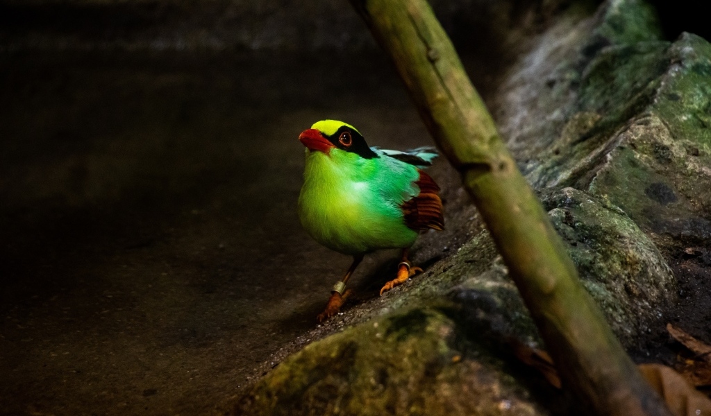 Маленькая зеленая птица на камне