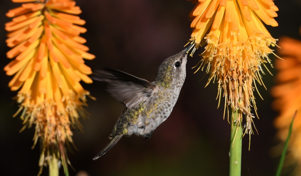 Маленькая птица колибри собирает нектар на оранжевом цветке