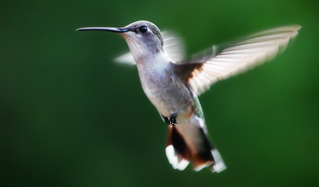 Маленькая птичка колибри на зеленом фоне