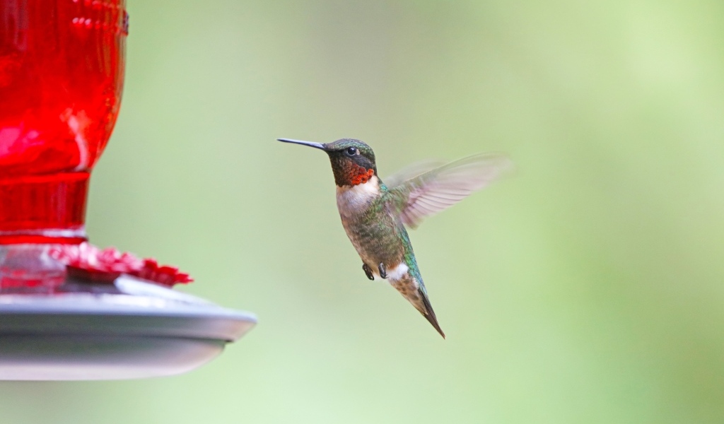Маленькая птица колибри парит в воздухе