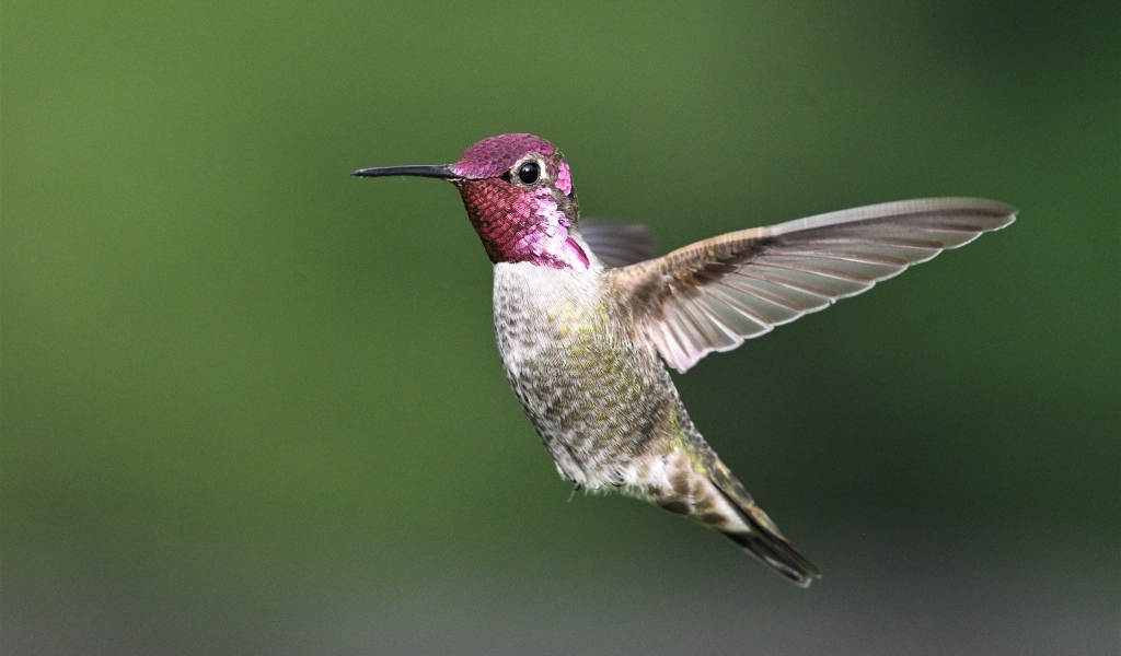 Маленькая птица колибри с розовой головой