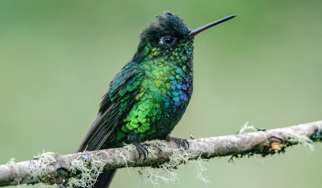 Маленькая птица зимородок на ветке