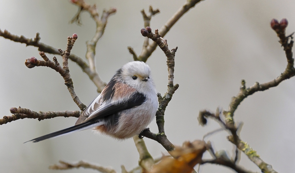 Маленькая  длиннохвостая синица сидит на ветке дерева
