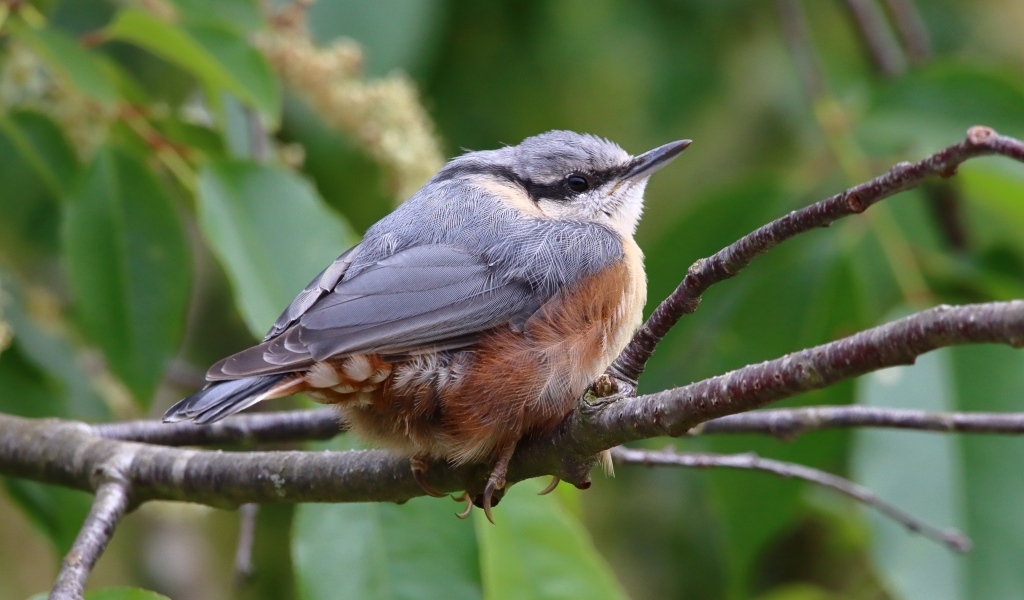 Маленькая птичка поползень сидит на ветке