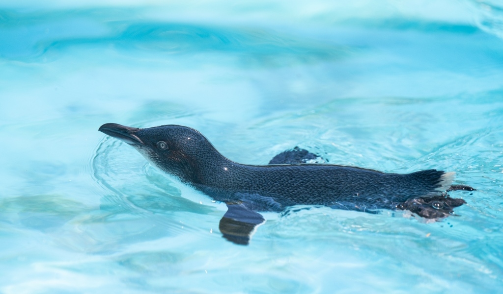 Маленький пингвин плавает в бассейне