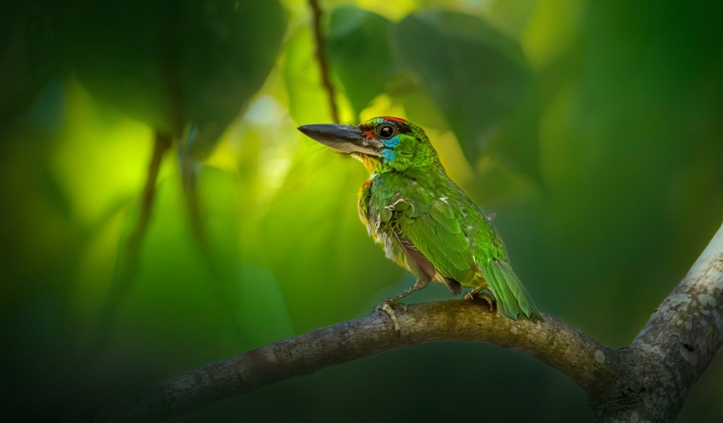Маленький краснозобый барбет сидит на ветке 
