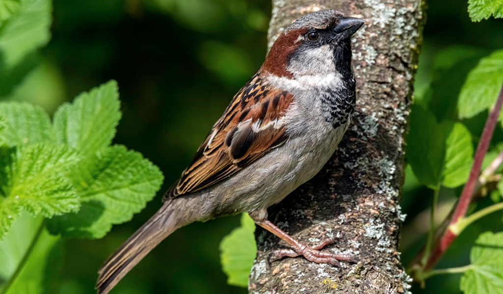 Маленький воробей сидит на дереве