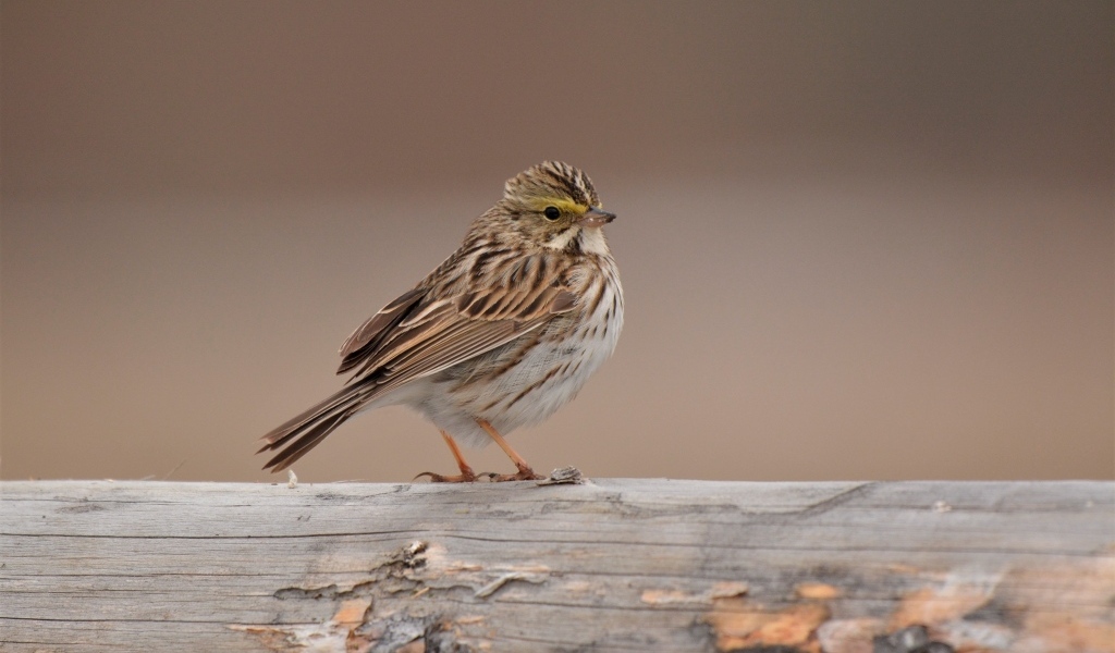 Маленький воробей сидит на столбе