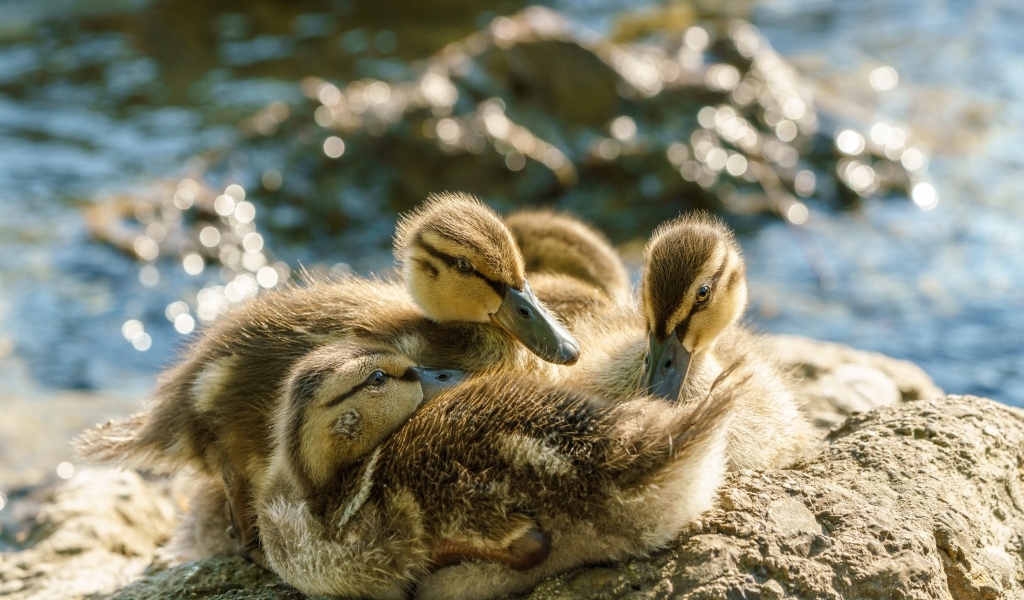 Маленькие птенцы лебедя на берегу