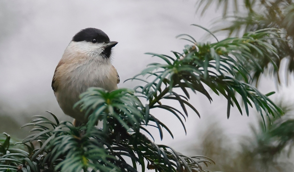 Маленькая синица сидит на ветке