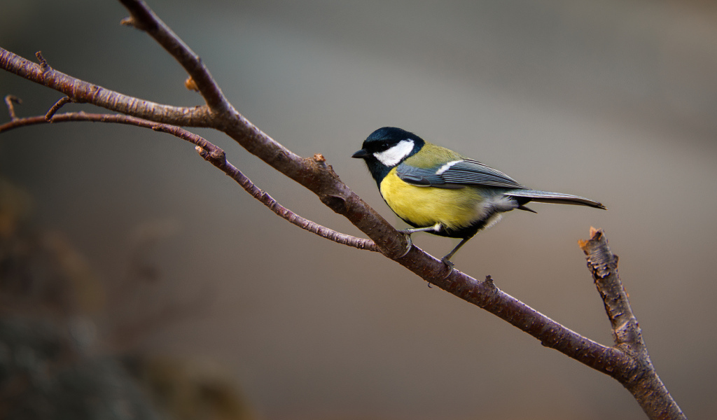 Маленькая синица сидит на ветке дерева 