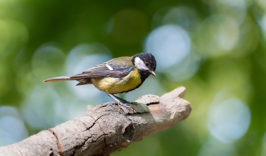 Маленькая синица сидит на ветке дерева
