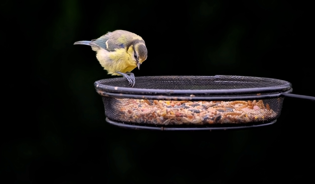 Маленькая синичка ест корм с кормушки