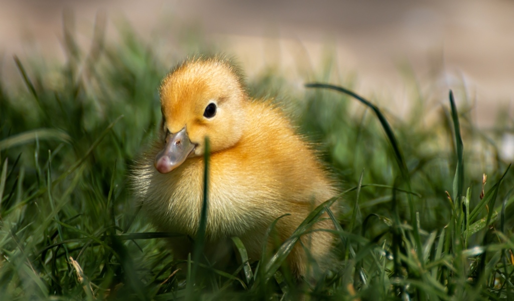 Маленький желтый утенок в зеленой траве 