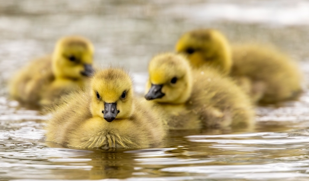 Маленькие желтые гусята в воде 
