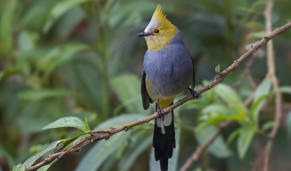 Длиннохвостый шёлковый свиристель сидит на ветке