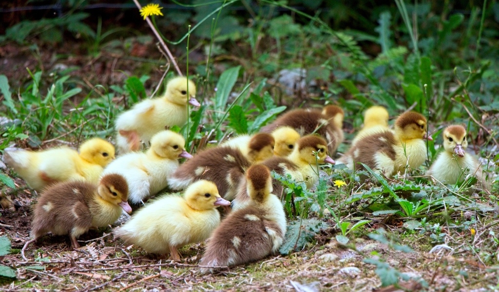 Много маленьких милых утят