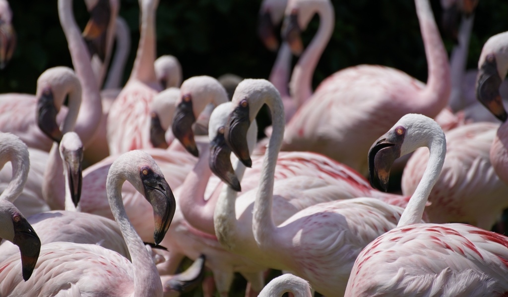 Много птиц розовый фламинго крупным планом