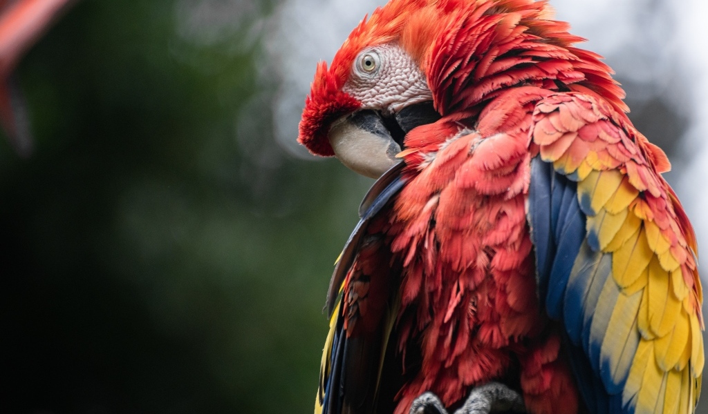 Попугай ара чистит перья