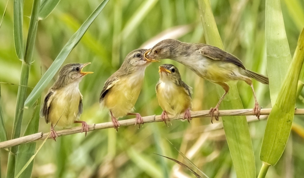 Мама кормит птенцов в камышах