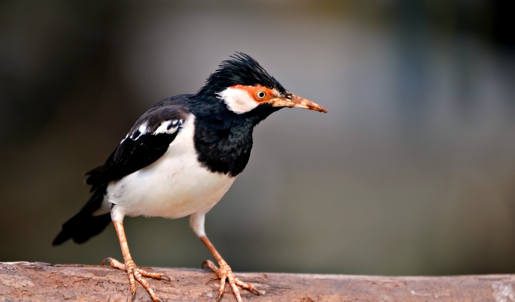 Птица Майна сидит на ветке 