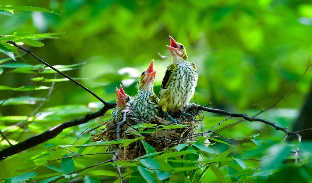 Птенцы иволги в гнезде