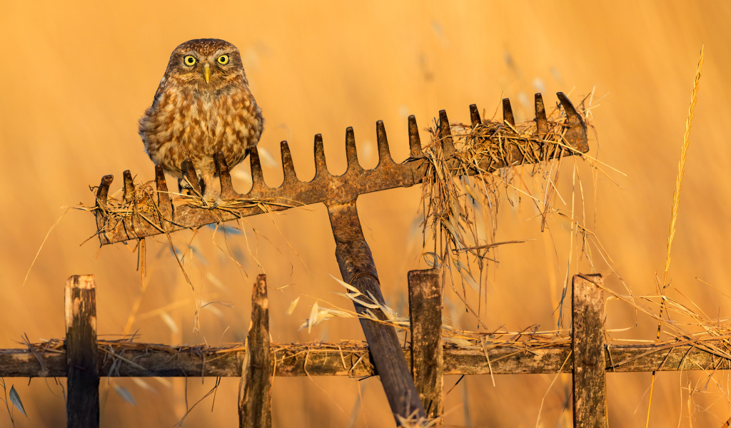 Сова сидит на граблях в лучах солнца