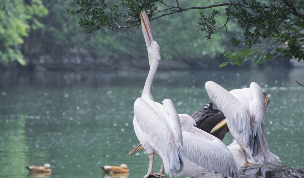 Пеликаны пьют воду сидя на камне