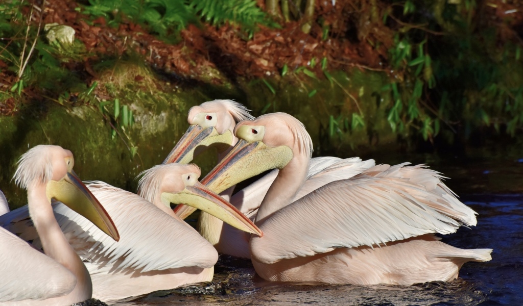 Пеликаны сидят в воде