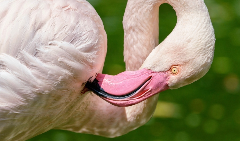 Розовый фламинго чистит перья клювом