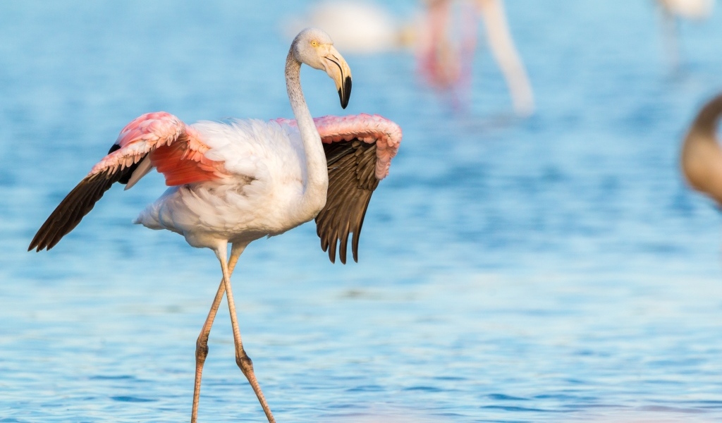 Розовый фламинго расправил крылья в воде