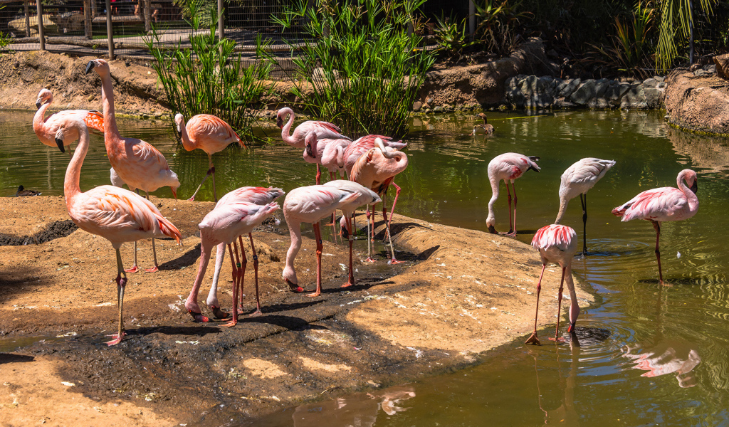 Розовые фламинго в зоопарке у пруда