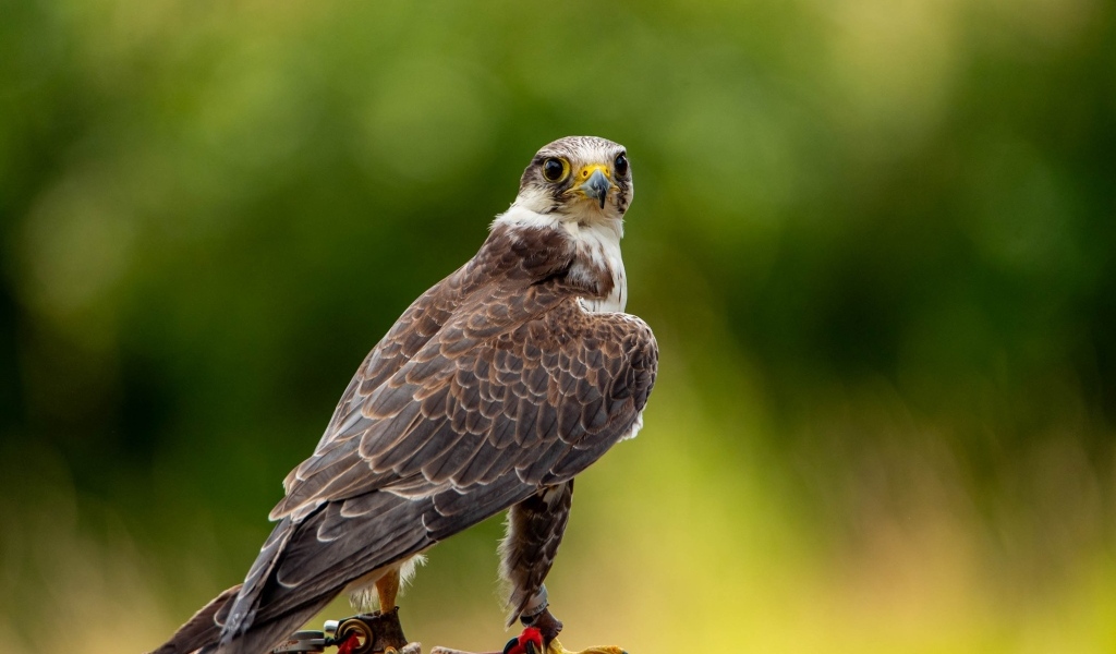 Хищный сокол охотится на камне