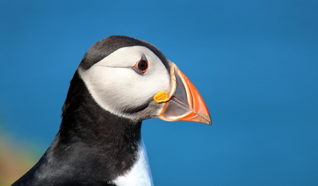 Голова тупика на голубом фоне 