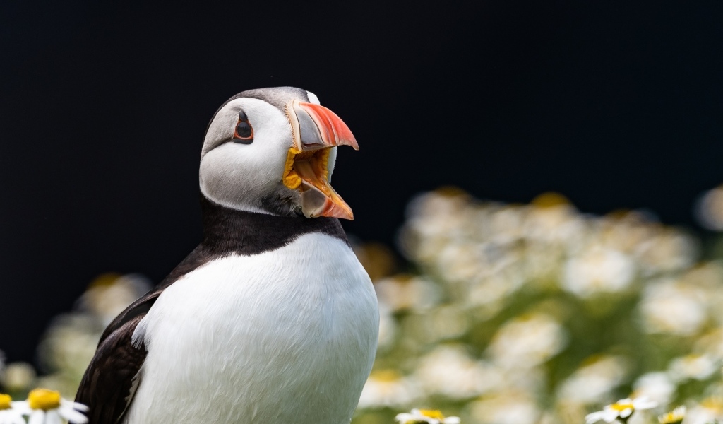 Тупик с открытым клювом в цветах 