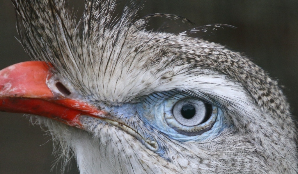 Хохлатая кариама с красным клювом