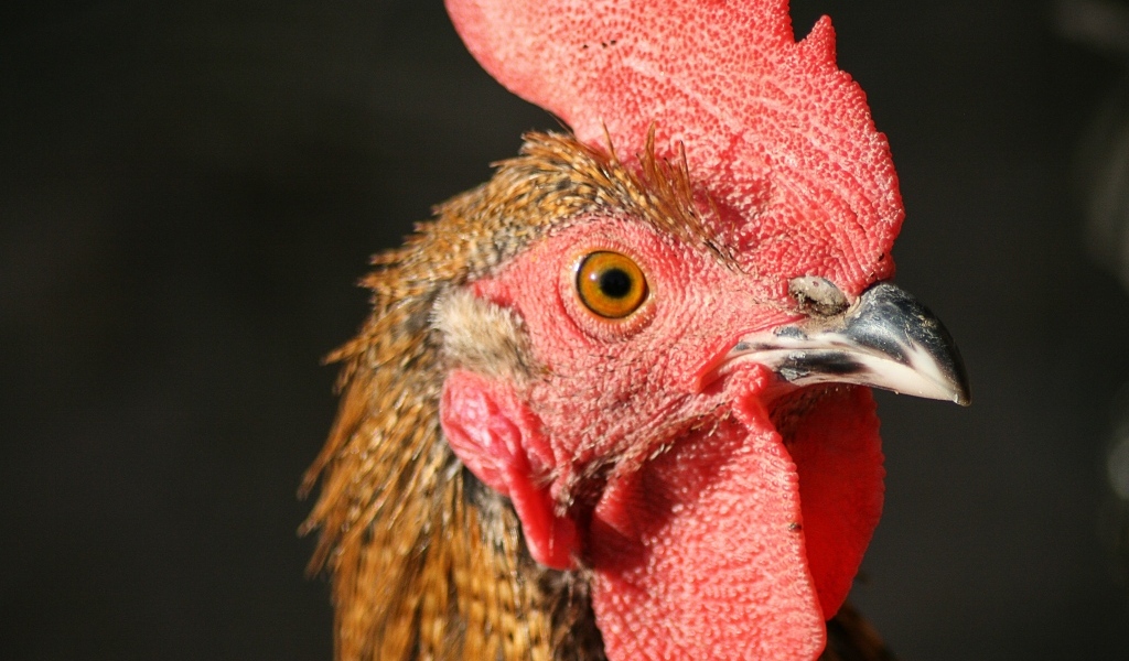 Голова петуха с красным гребнем