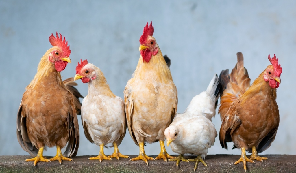 Петухи с курицами на ферме 