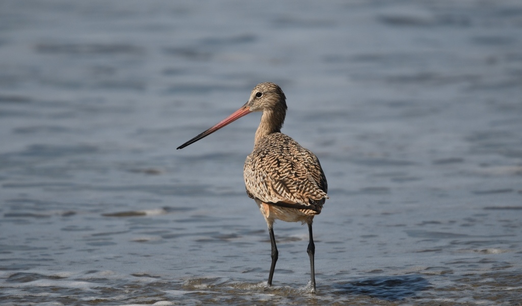 Птица кулик охотится  в воде