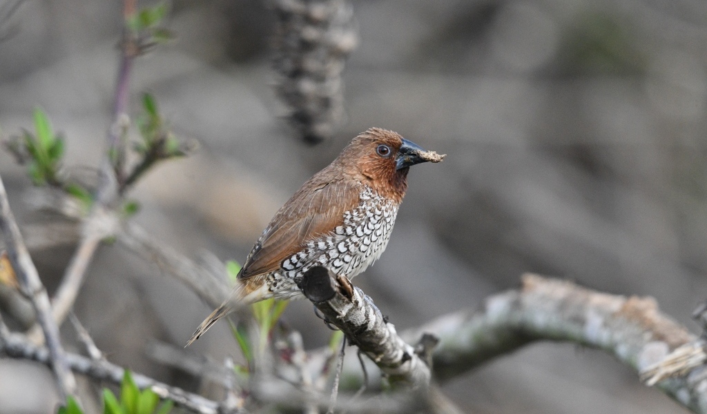 Птица чешуйчатая муниа сидит на ветке
