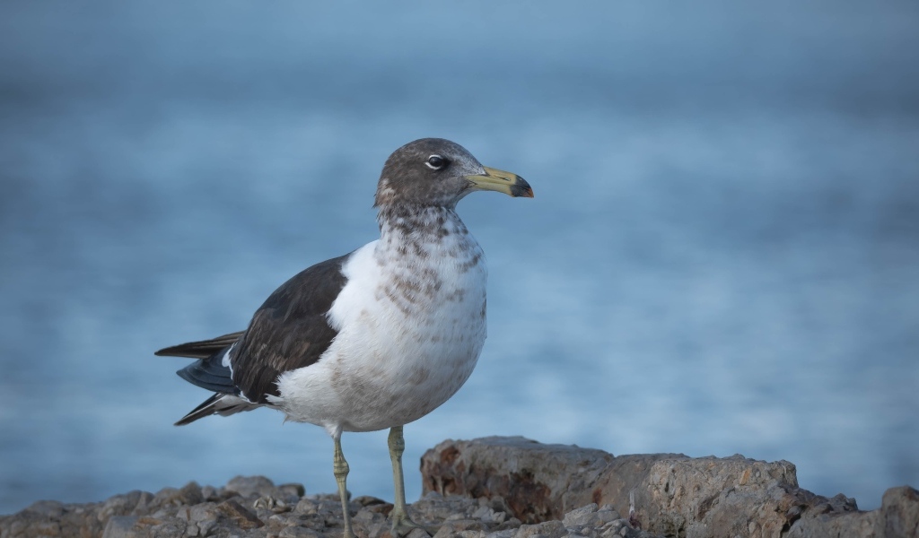 Чайка сидит на камне у моря