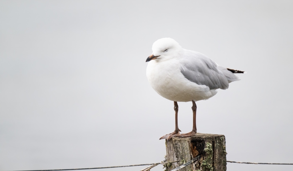 Чайка спит на деревянном пне