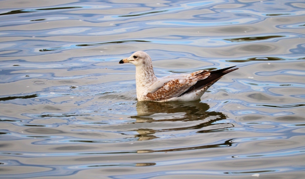 Чайка плавает в воде 