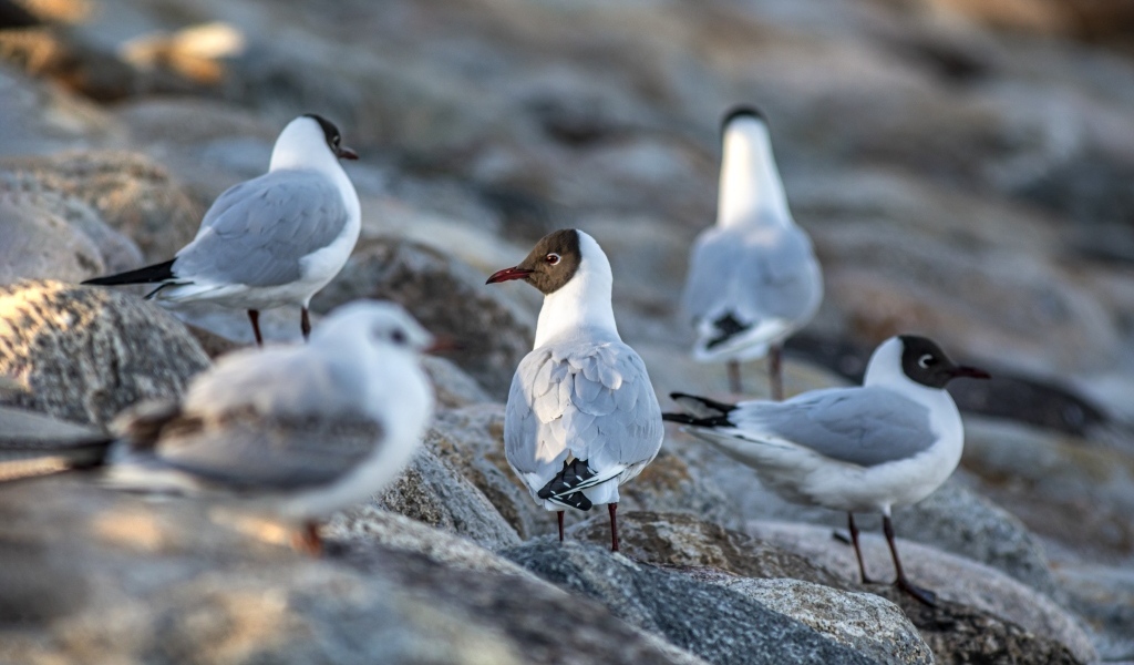 Чайки отдыхают на камнях у моря