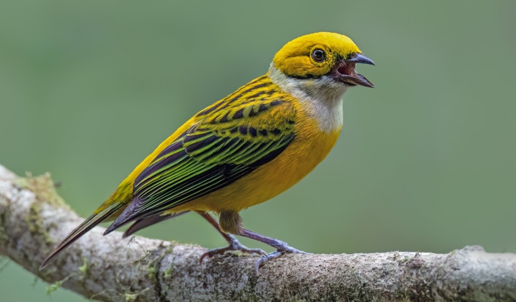 Серебряногорлая танагра сидит на ветке