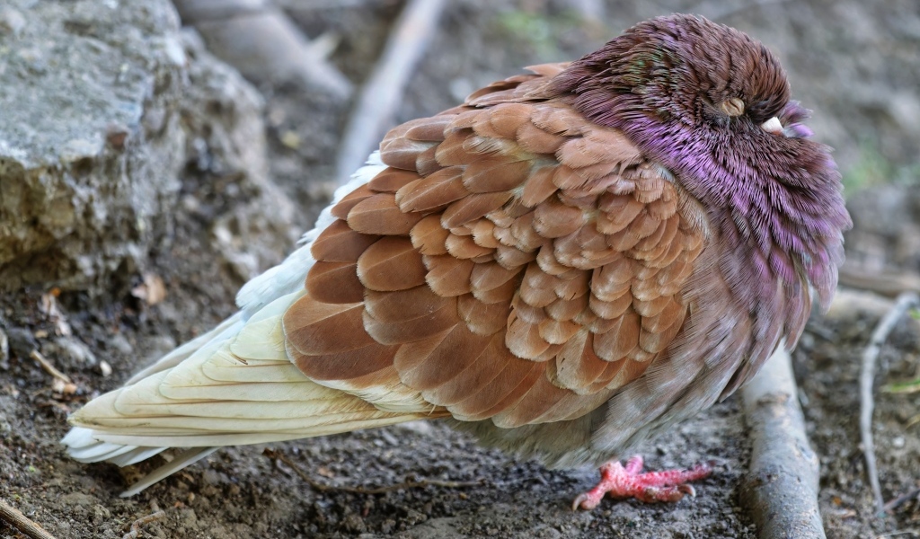 Спящий голубь на земле