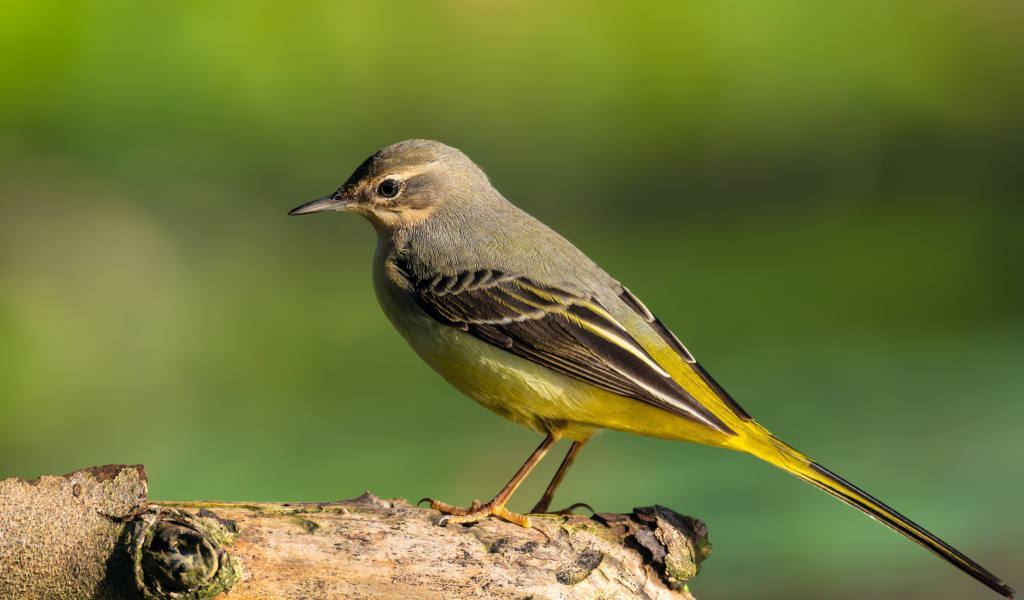 Маленькая птица Горная трясогузка сидит на сухом дереве